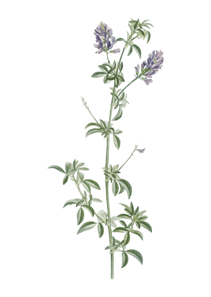 HerboGreen HerboGreen Lavanda Productos Oncologicos Especial Pieles Irradiadas