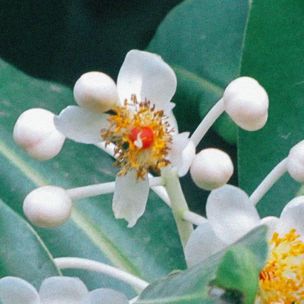 HerboGreen calofilo